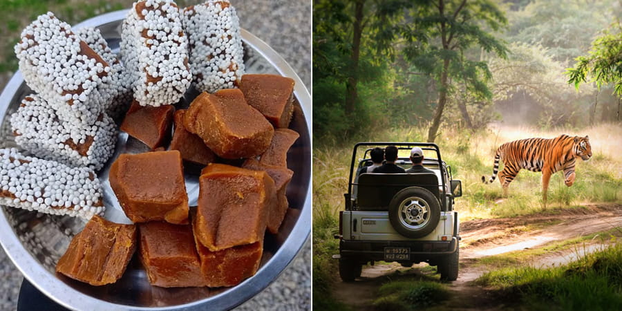 Best Hotel & Resort in Jim Corbett
