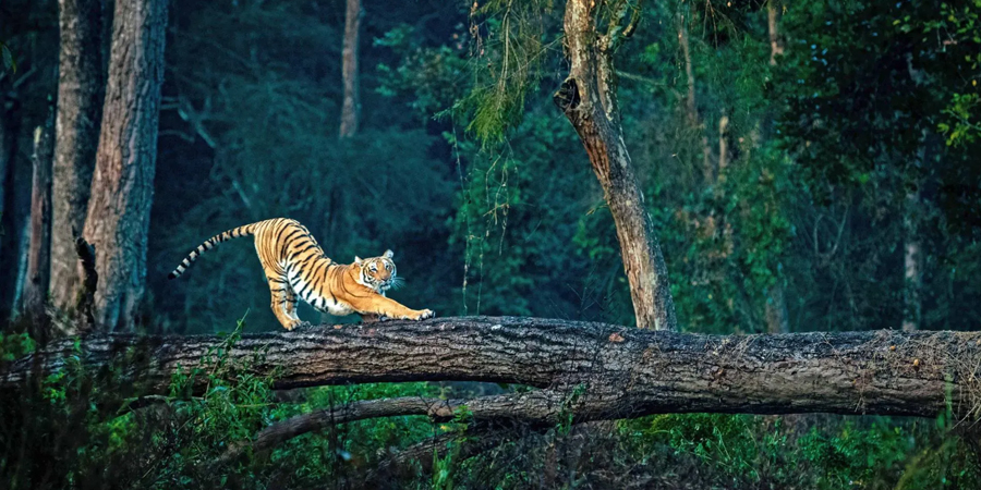 Luxury Stay in Jim Corbett