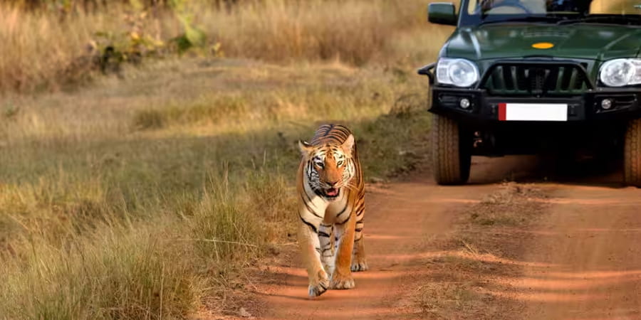 Jim Corbett safari tour