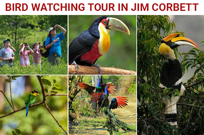 Bird Watching in Jim Corbett National Park