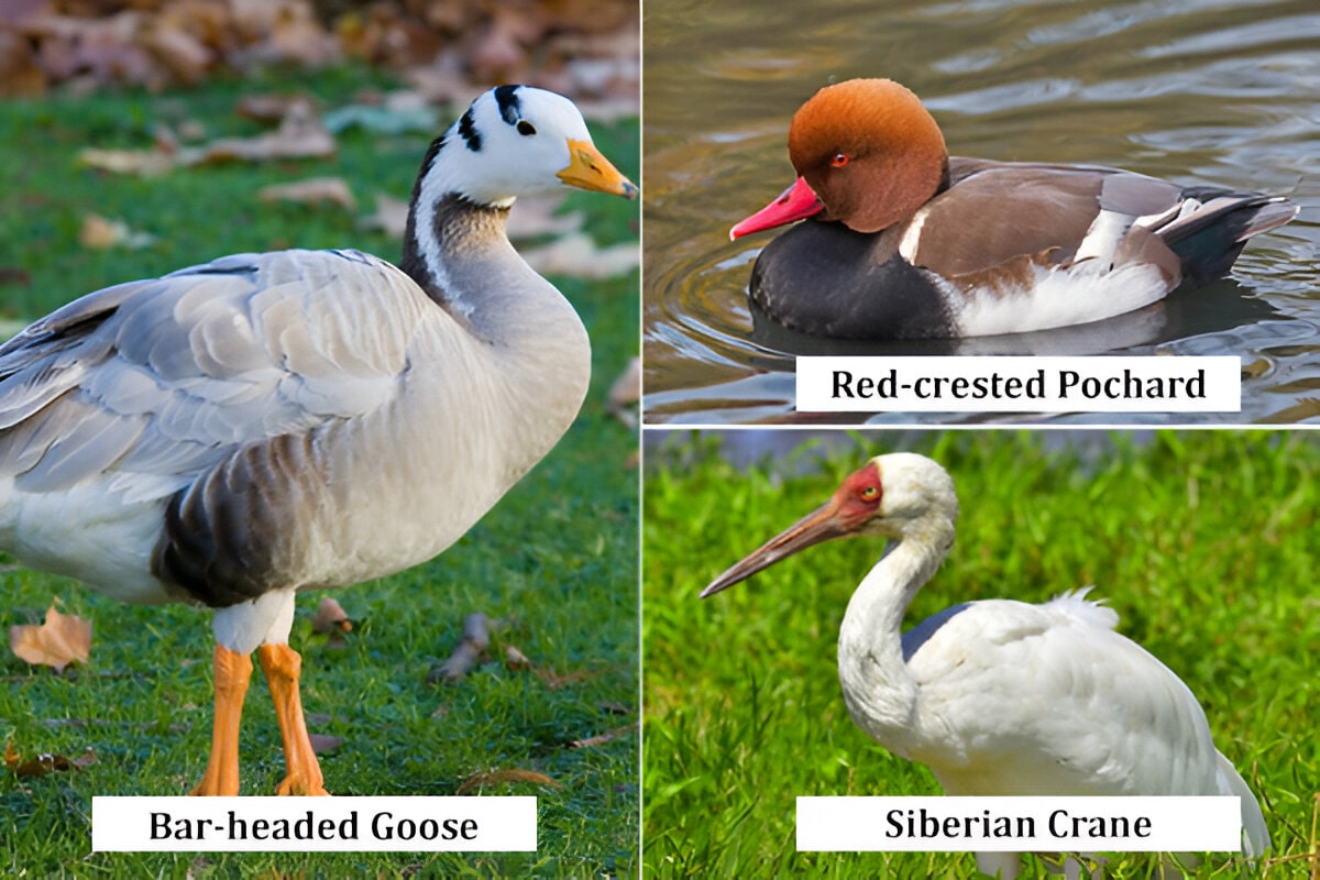 Bird Watching in Jim Corbett