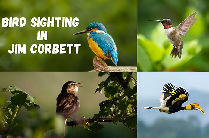 Bird Watching in Jim Corbett