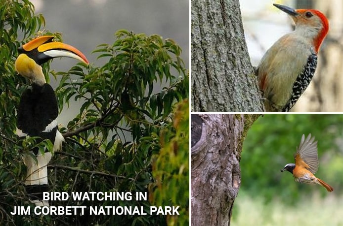 Bird Watching Tour in Jim Corbett National Park