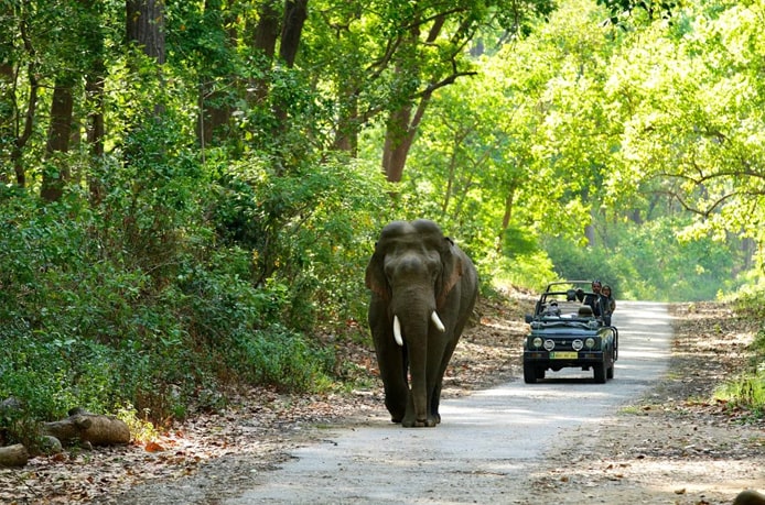 Book Safari In Jim Corbett National Park