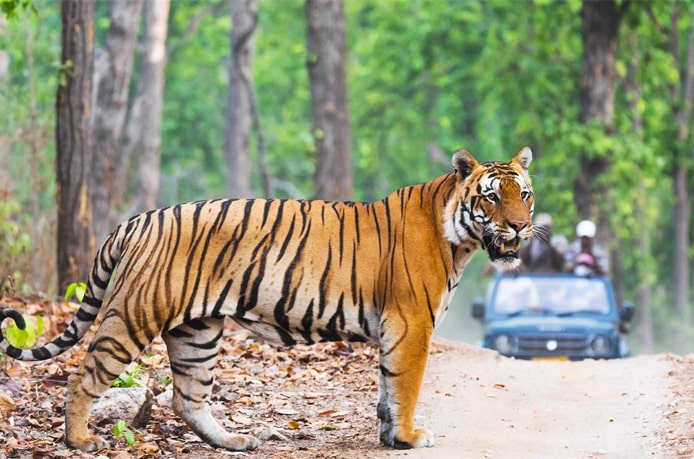 Enjoy Jungle in Jim Corbett